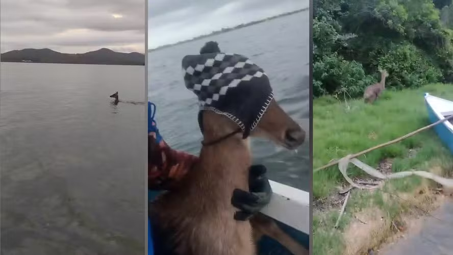 Cervo é resgatado por pescadores em Saquarema e se acalma com touquinha de lã